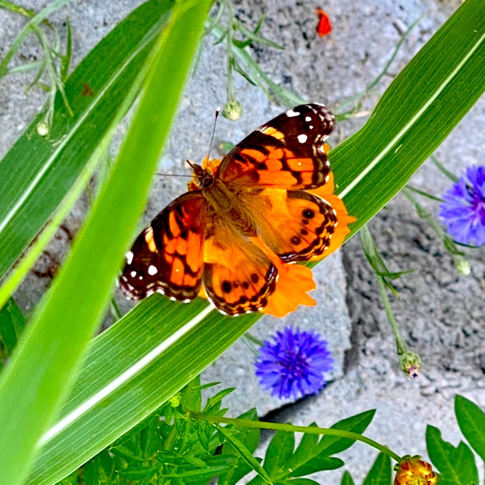 Meet your Posher, Judy